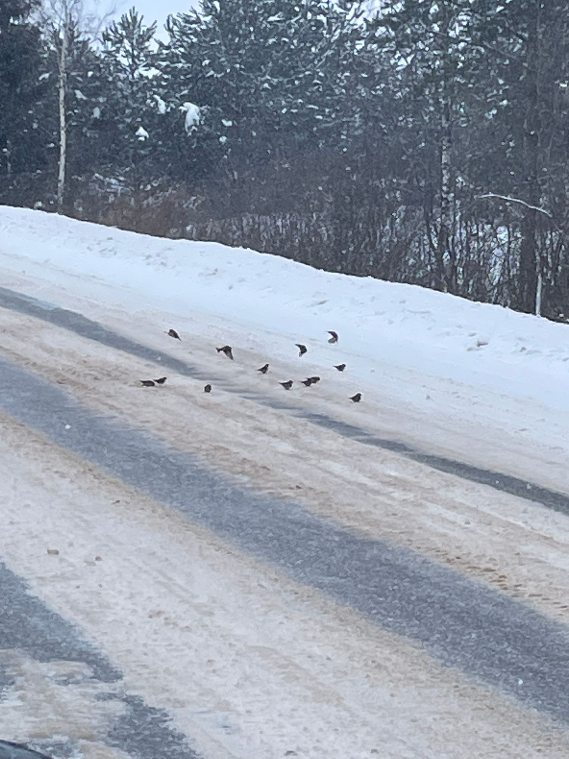 На трассе в Тверской области массово давят птиц