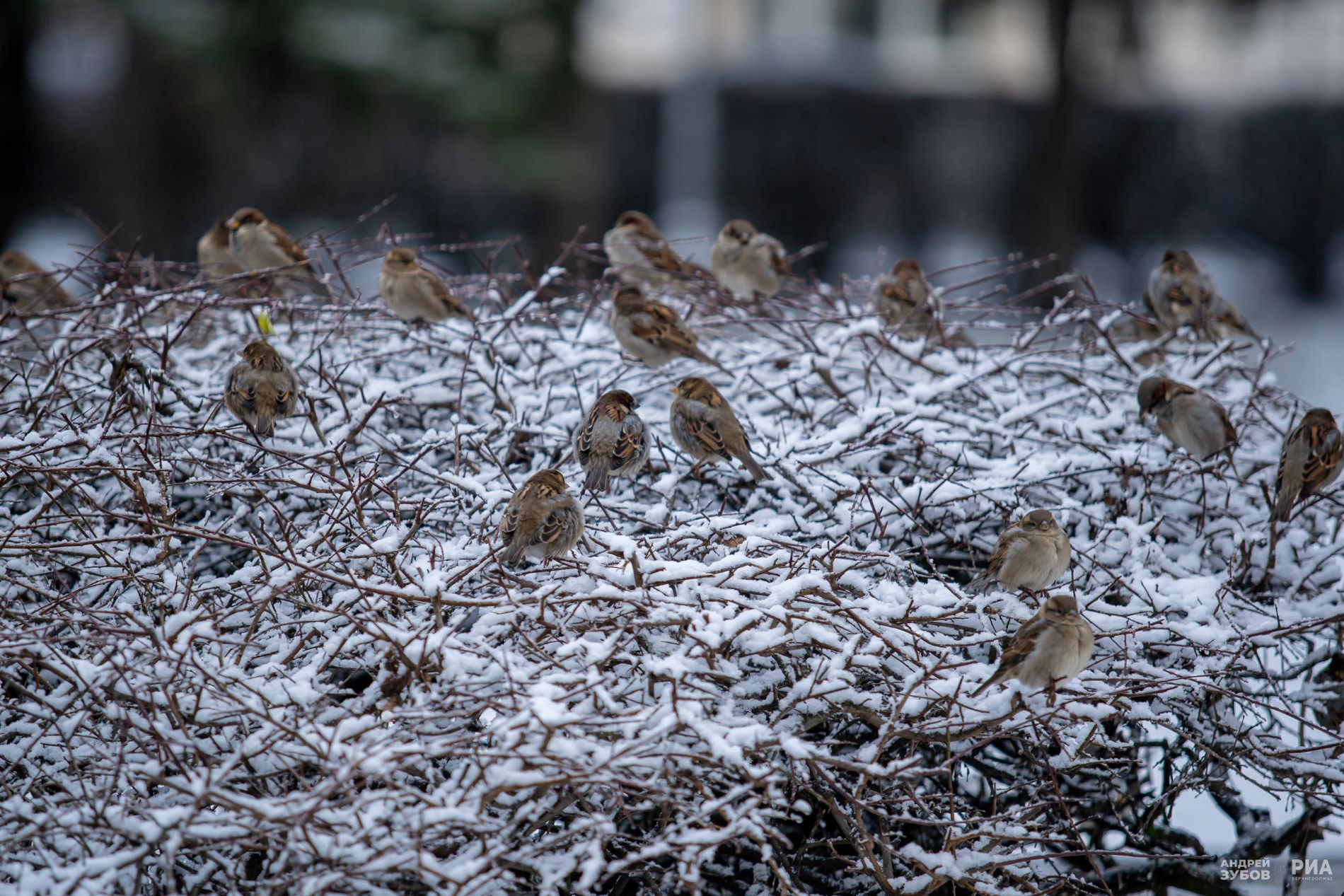 Гидрометцентр сообщил об аномалиях температуры и осадков в Тверской области