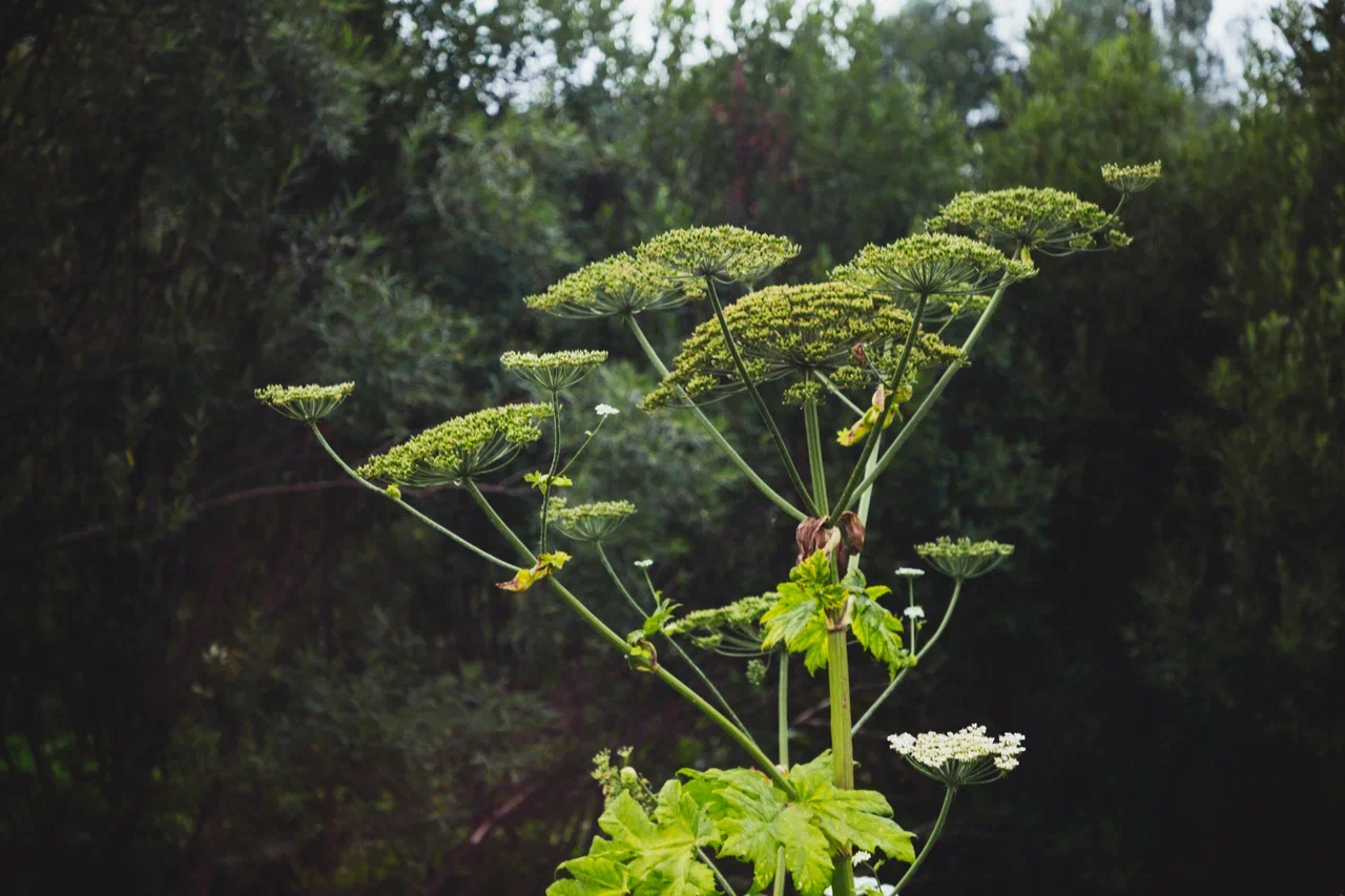 борщевиком