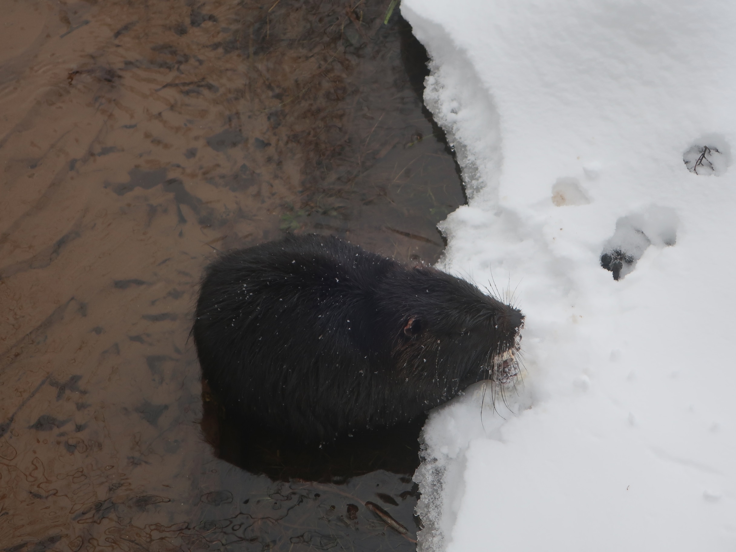 Жители Тверской области пытаются спасти нутрию с больной лапой