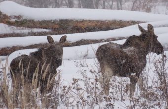 Жители Тверской области снимают на видео диких животных, подвергая себя опасности видео