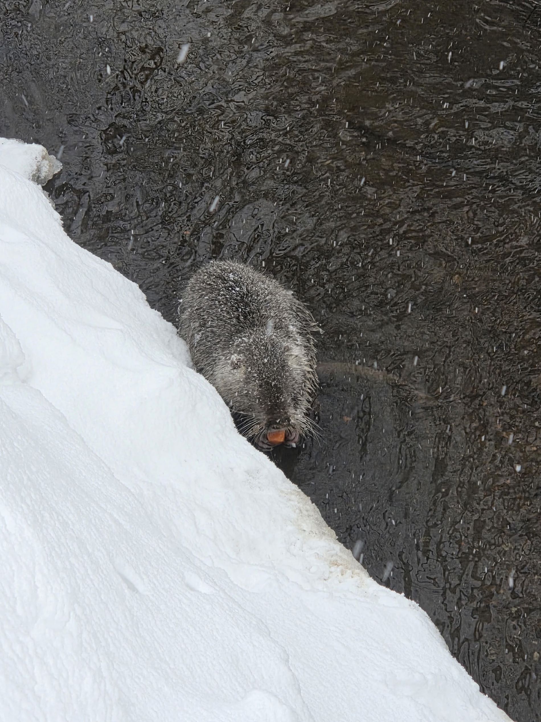 Вместо всех выплат в России вводят новое пособие на детей