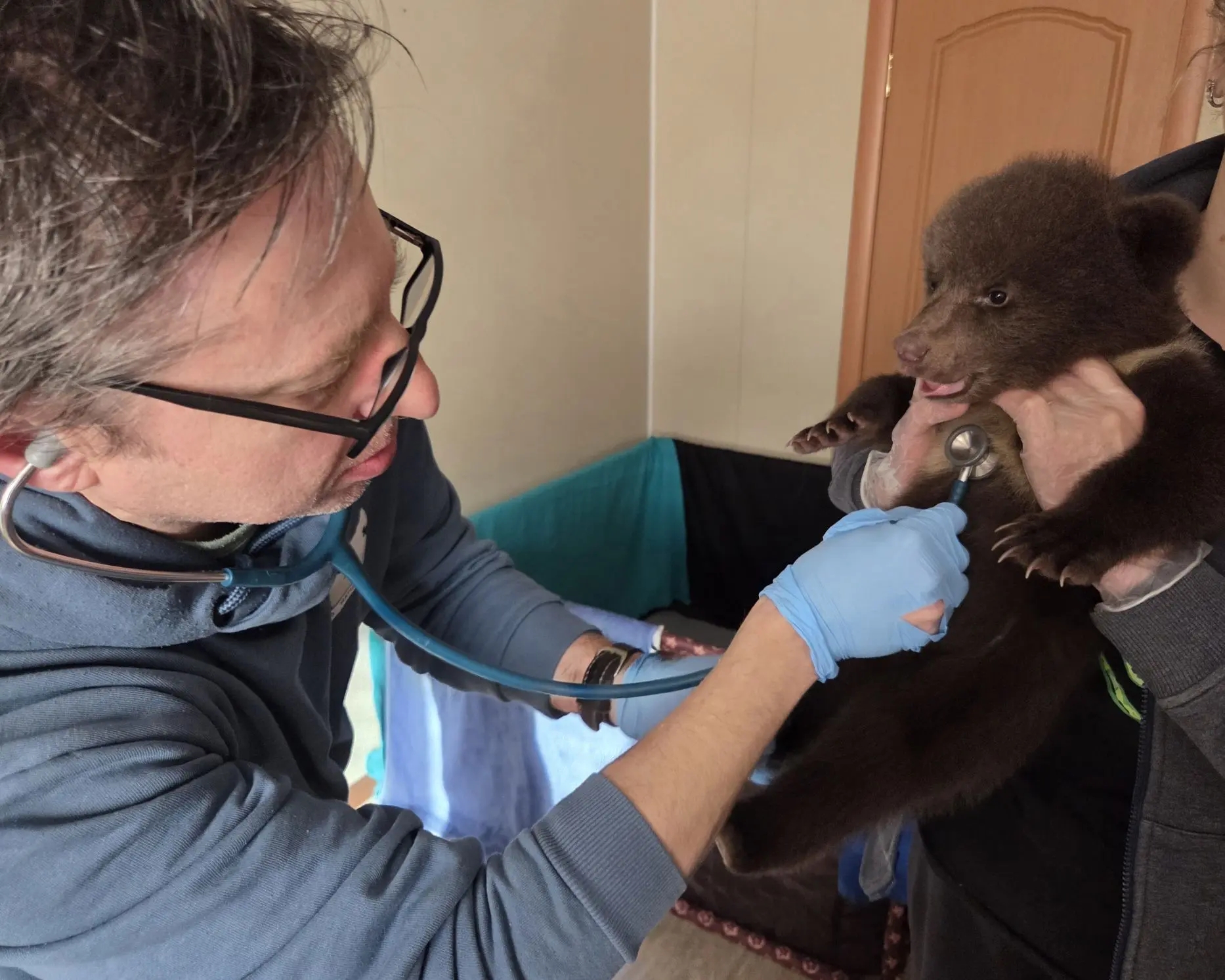 В Тверской области опубликовали фоторепортаж с медосмотра медведей