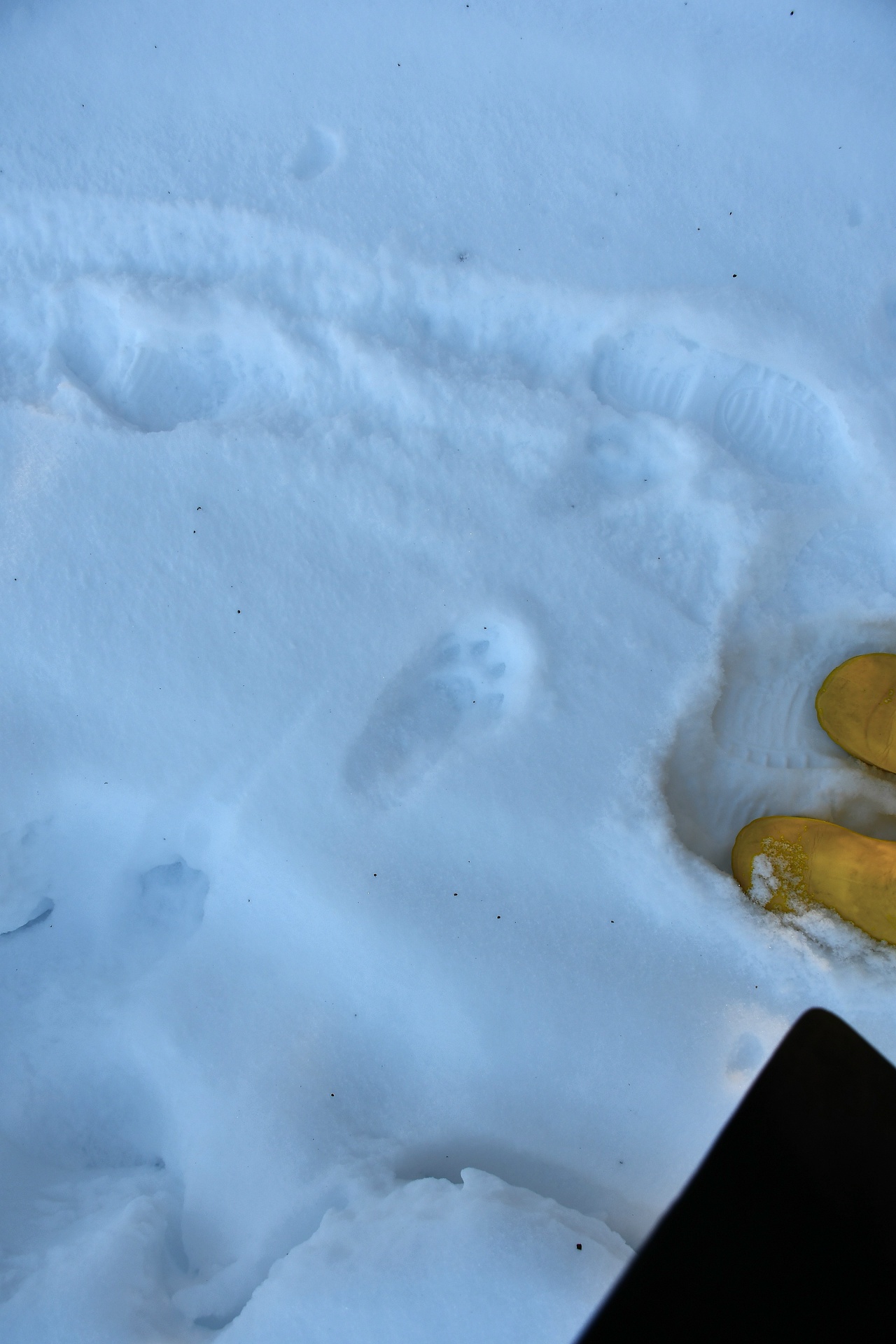 В Тверской области выясняют, кто оставил следы на снегу