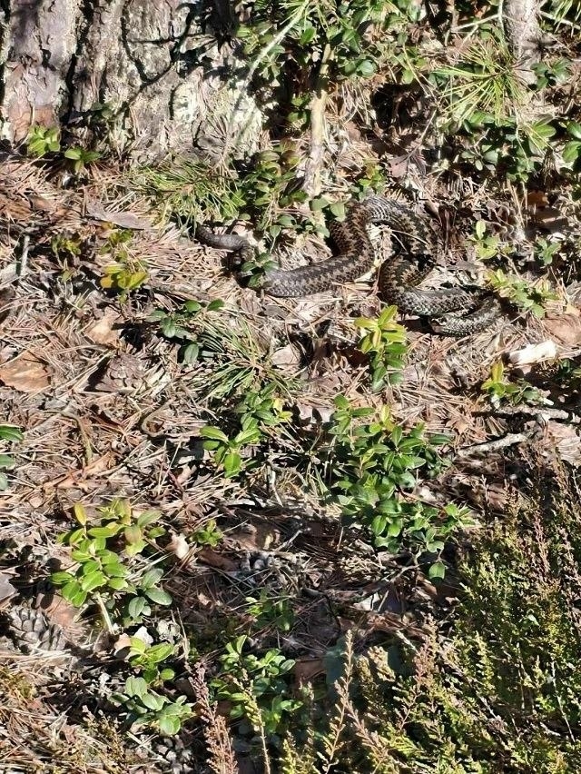 Жителей предупреждают, что в Тверской области проснулись гадюки
