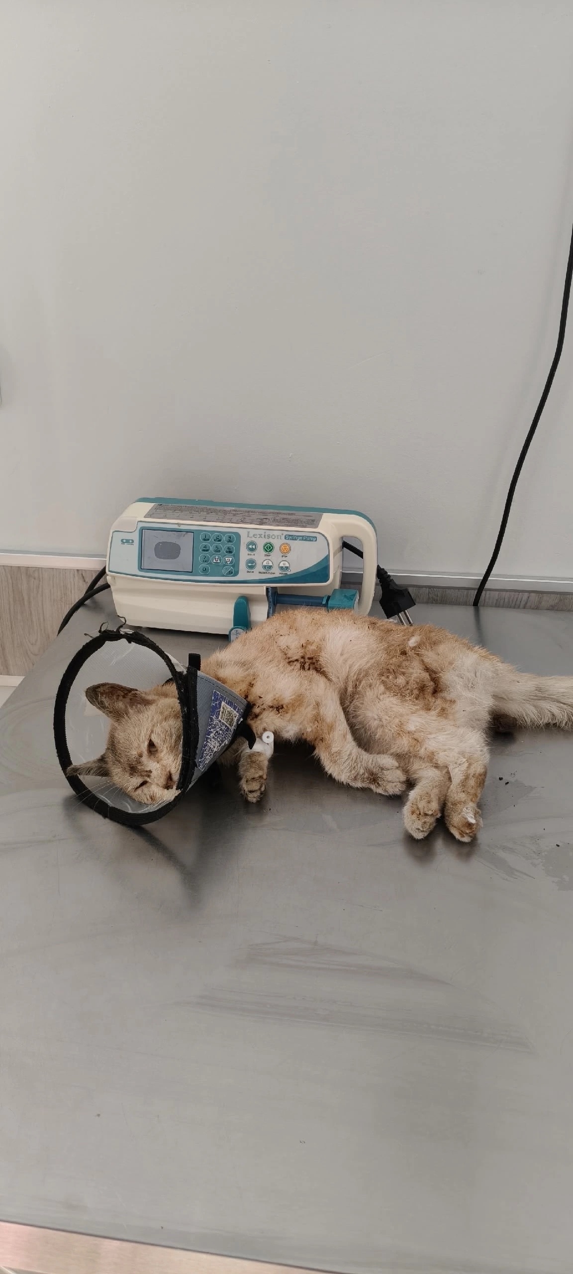 В Твери безнадежного котика, выжившего вопреки всему, не отдали в чужие руки 