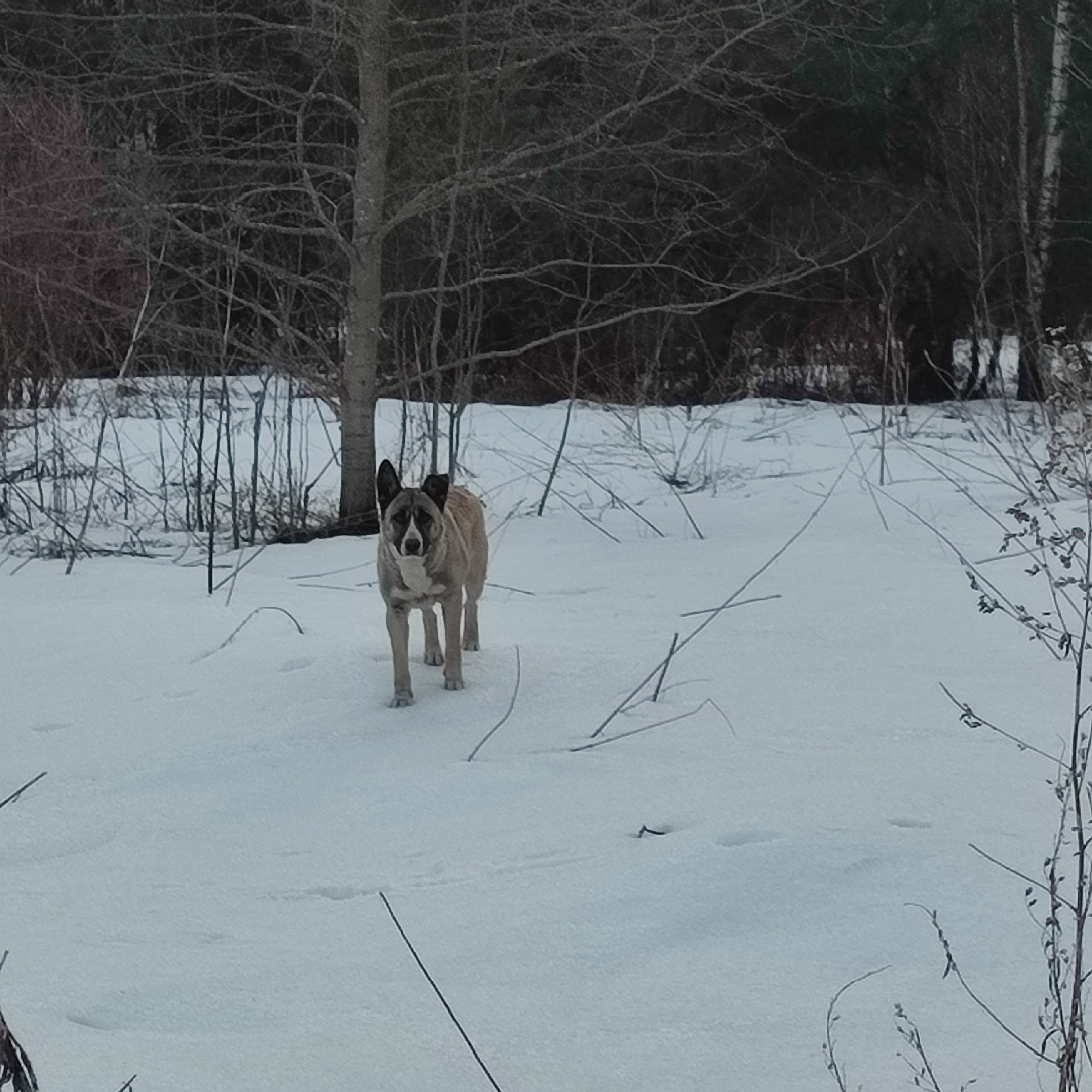 На трассе под Тверью нашли брошенную собачью семью
