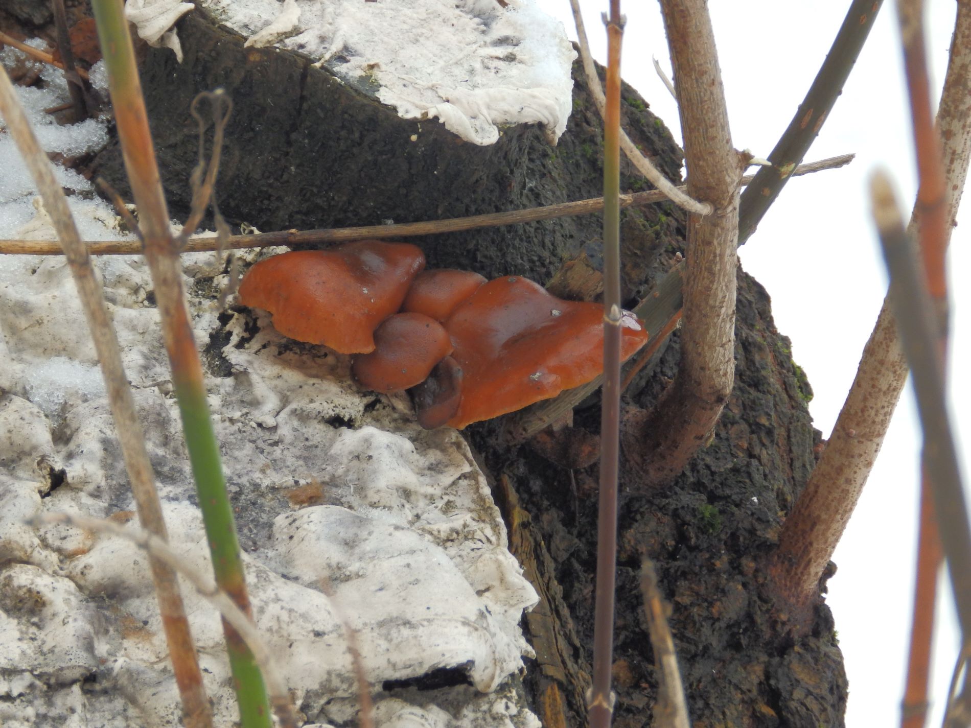 В марте в Твери можно собирать грибы