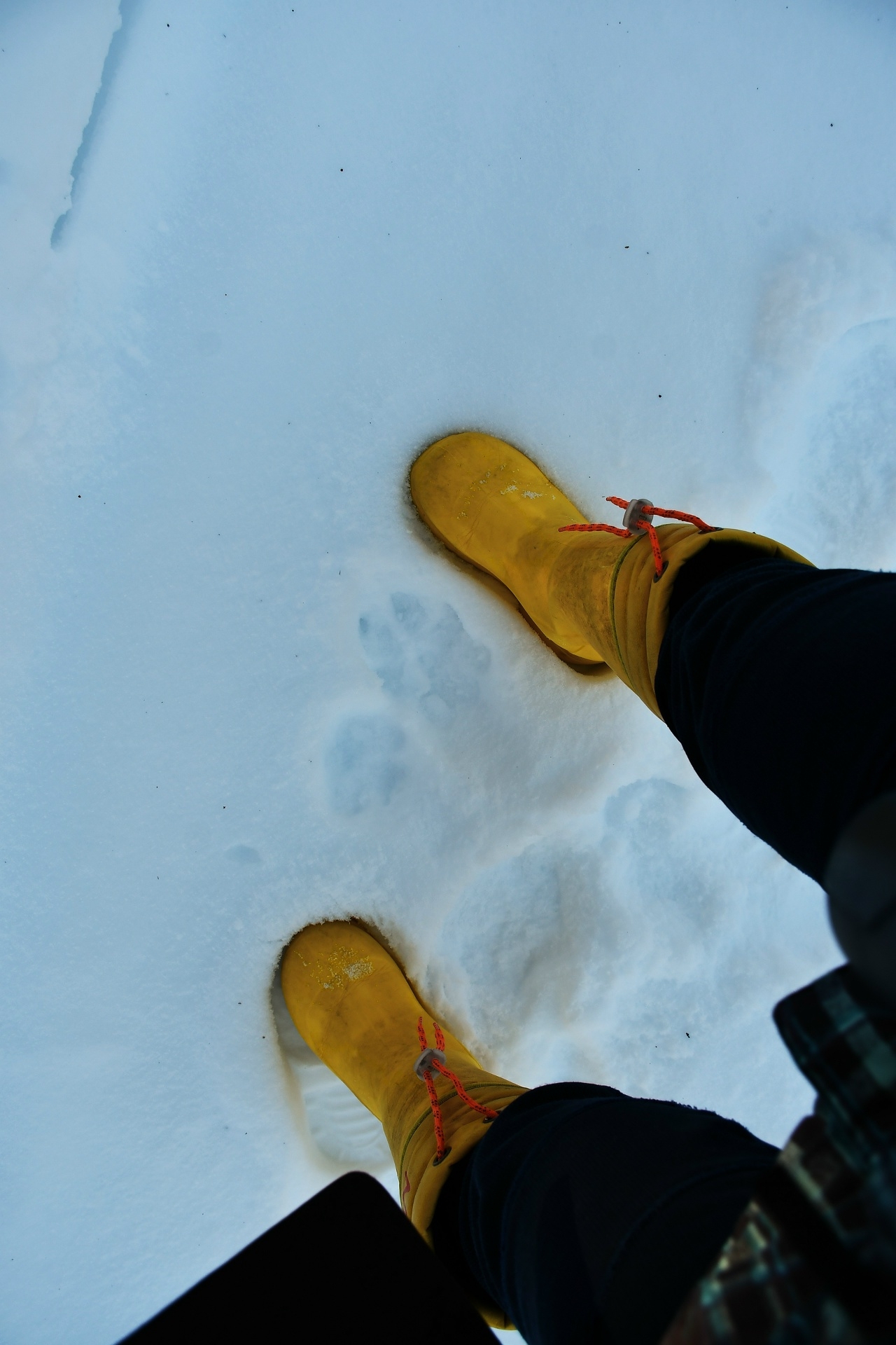 В Тверской области выясняют, кто оставил следы на снегу