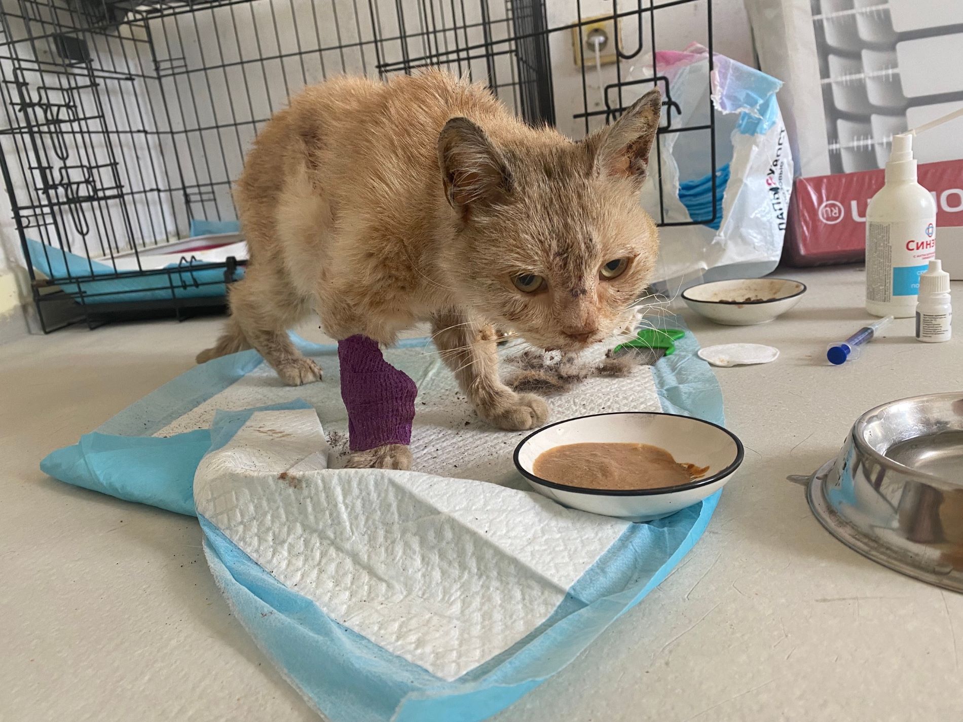 В Твери безнадежного котика, выжившего вопреки всему, не отдали в чужие руки 