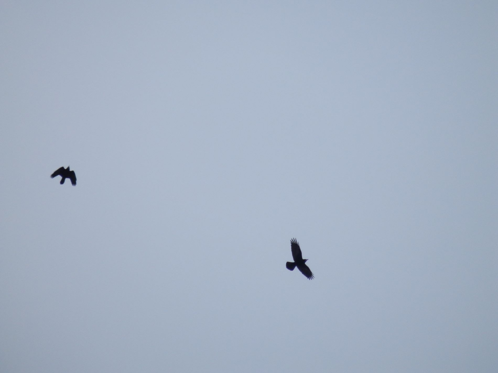 В Тверь вернулись грачи