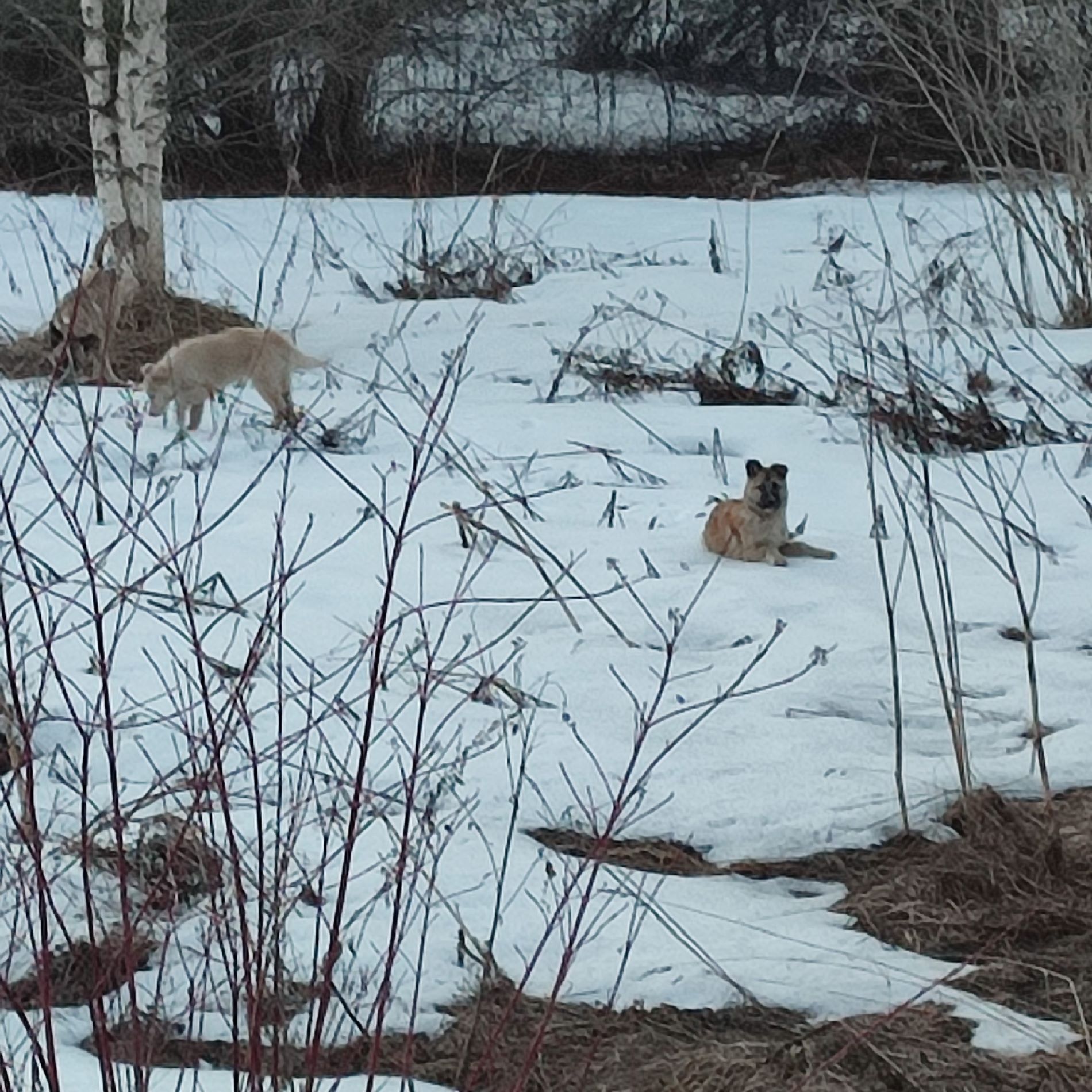 На трассе под Тверью нашли брошенную собачью семью