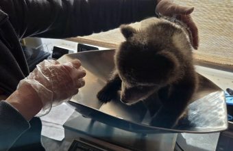 В Тверской области опубликовали фоторепортаж с медосмотра медведей медосмотра