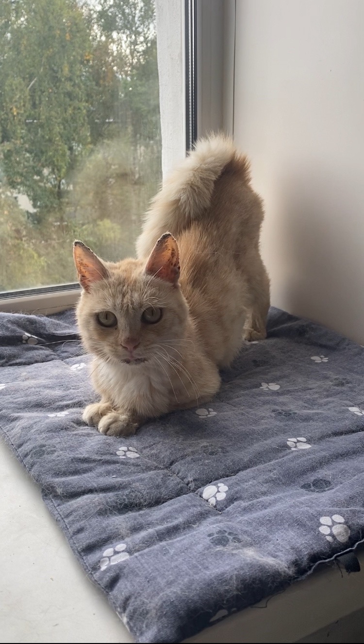 В Твери безнадежного котика, выжившего вопреки всему, не отдали в чужие руки 