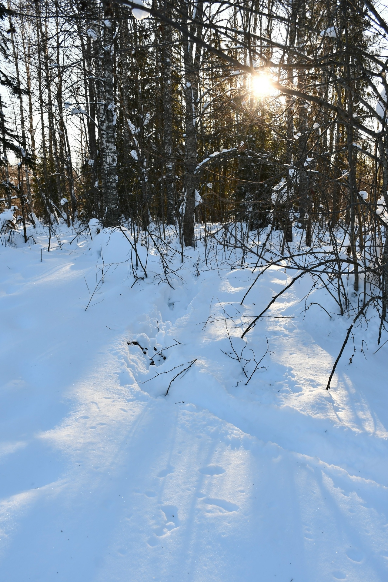В Тверской области выясняют, кто оставил следы на снегу
