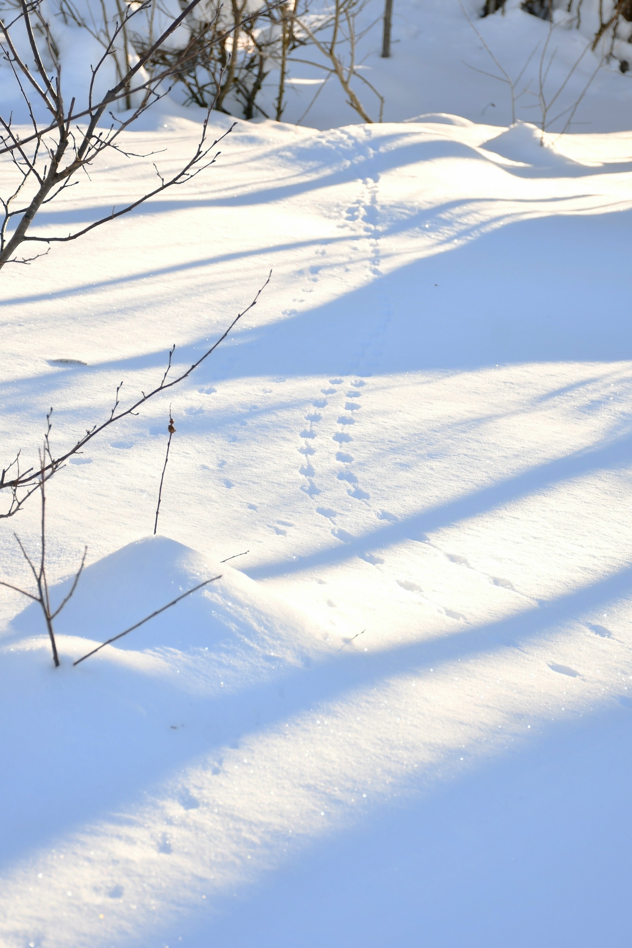 В Тверской области выясняют, кто оставил следы на снегу