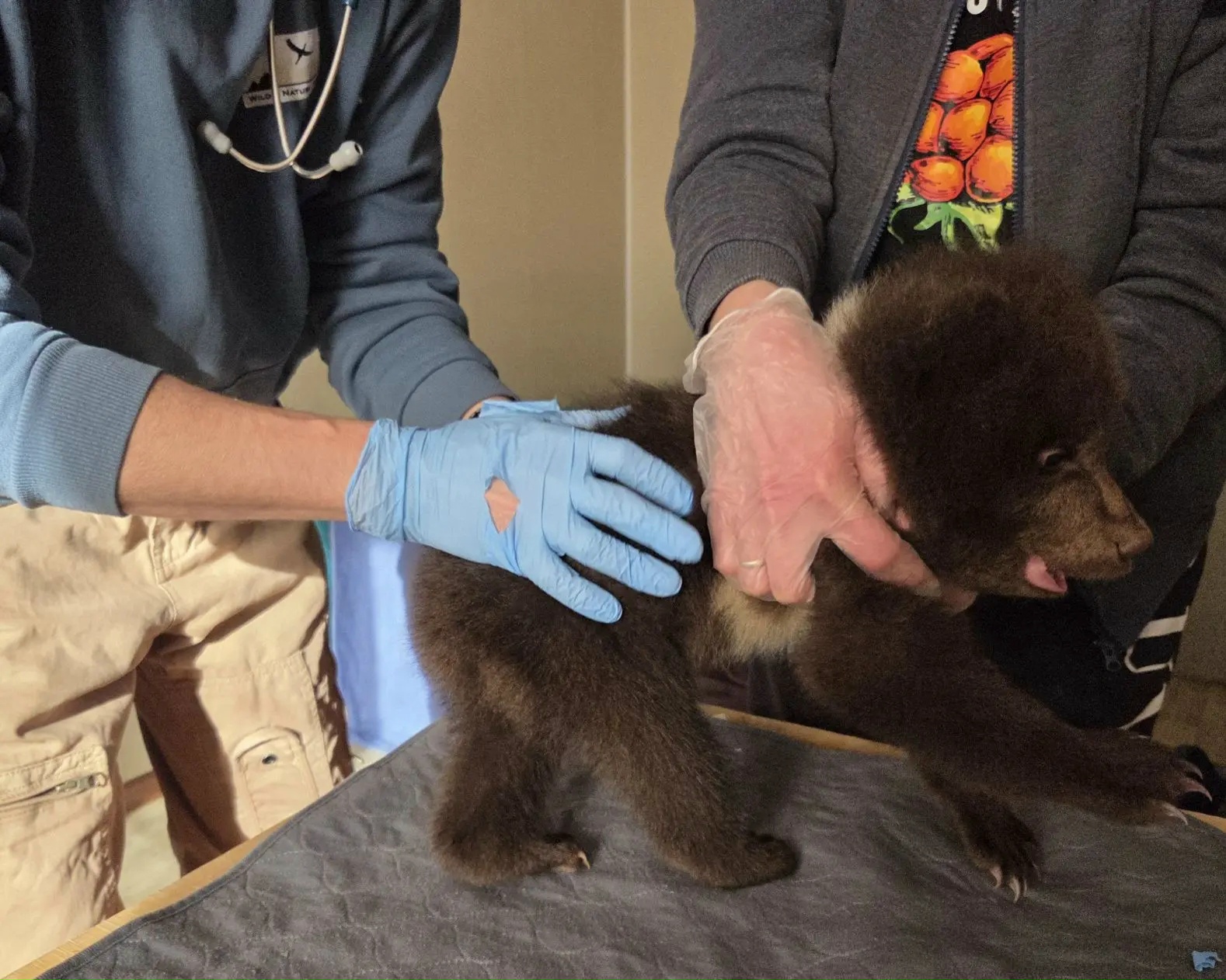 В Тверской области опубликовали фоторепортаж с медосмотра медведей