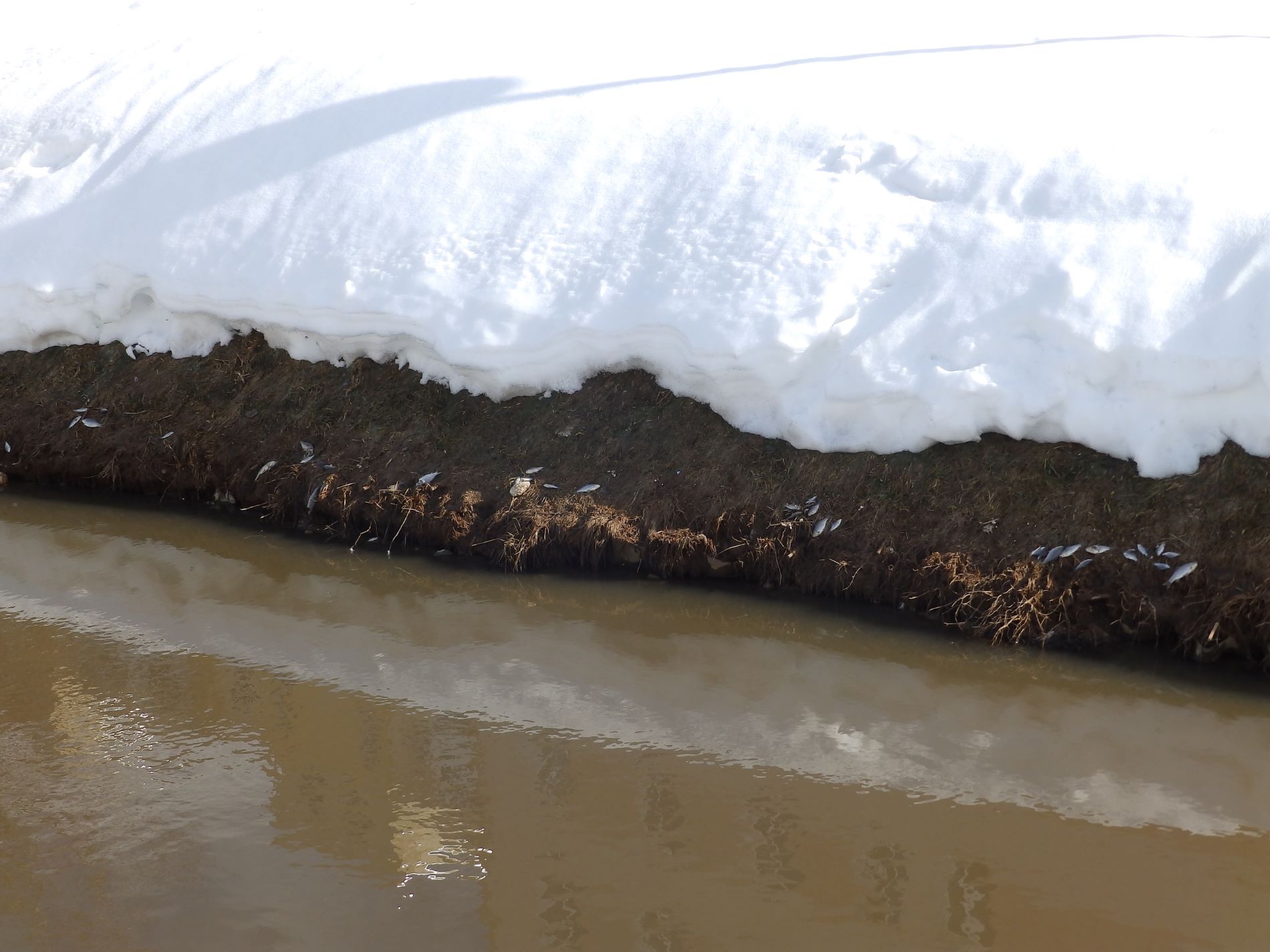 Из-за резкого потепления в Твери погибла рыба