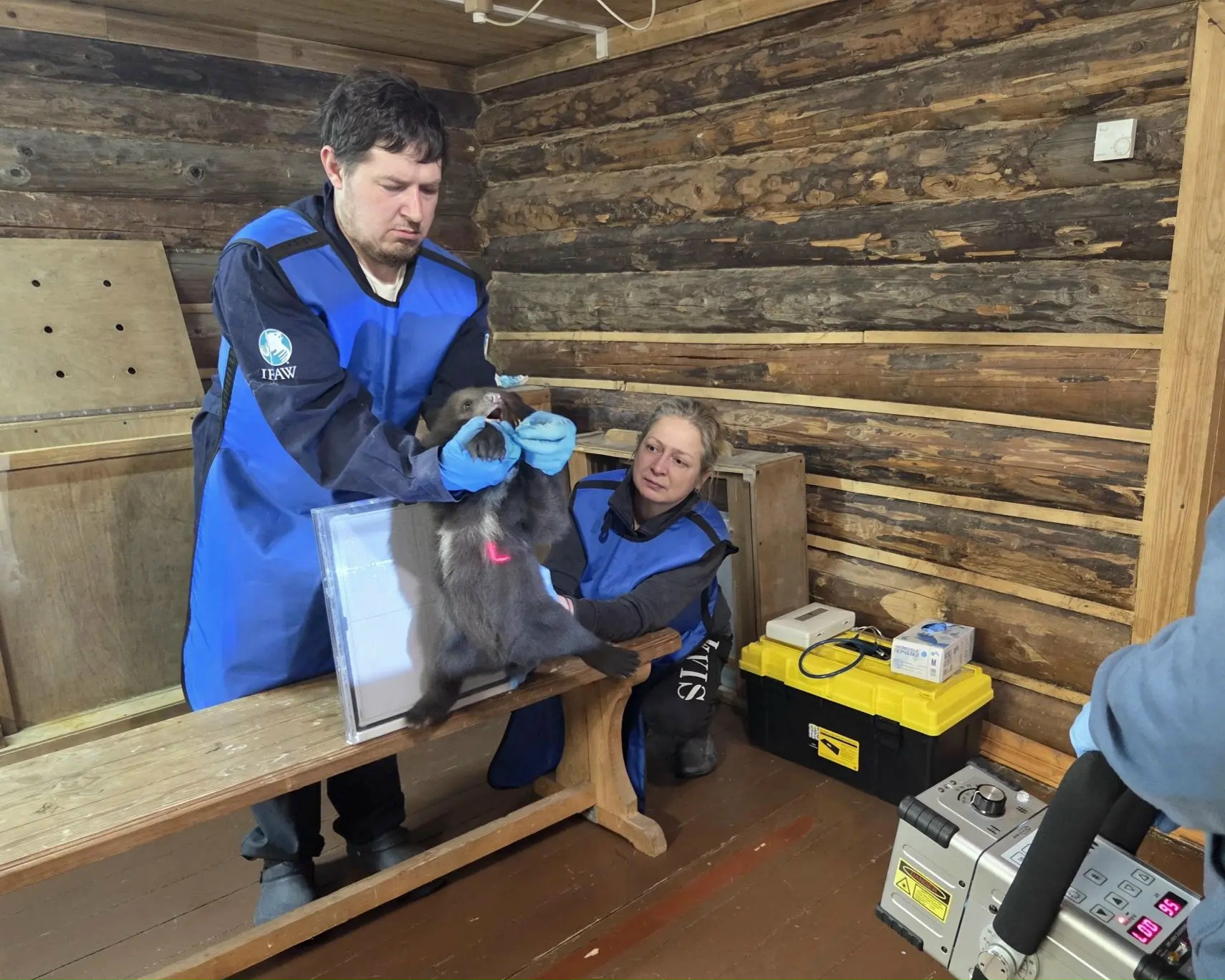 В Тверской области опубликовали фоторепортаж с медосмотра медведей