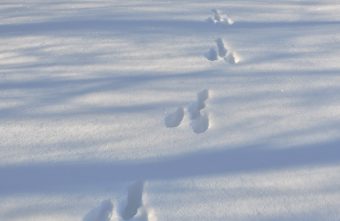 В Тверской области выясняют, кто оставил следы на снегу следы