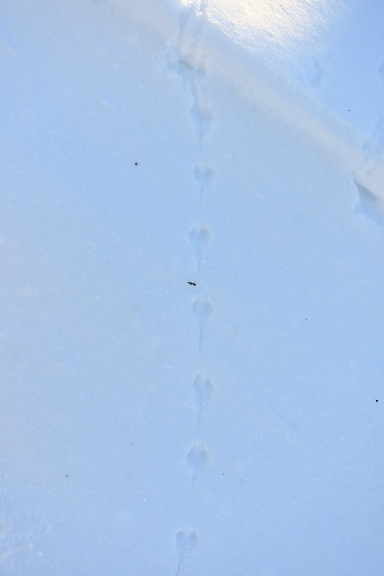 В Тверской области выясняют, кто оставил следы на снегу