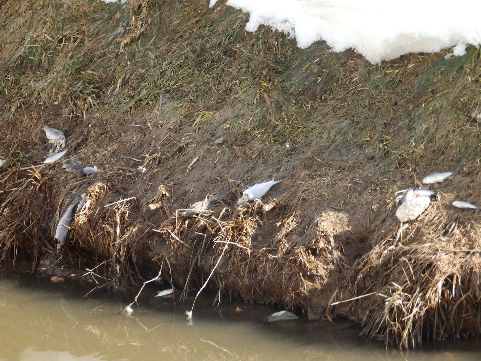 Из-за резкого потепления в Твери погибла рыба