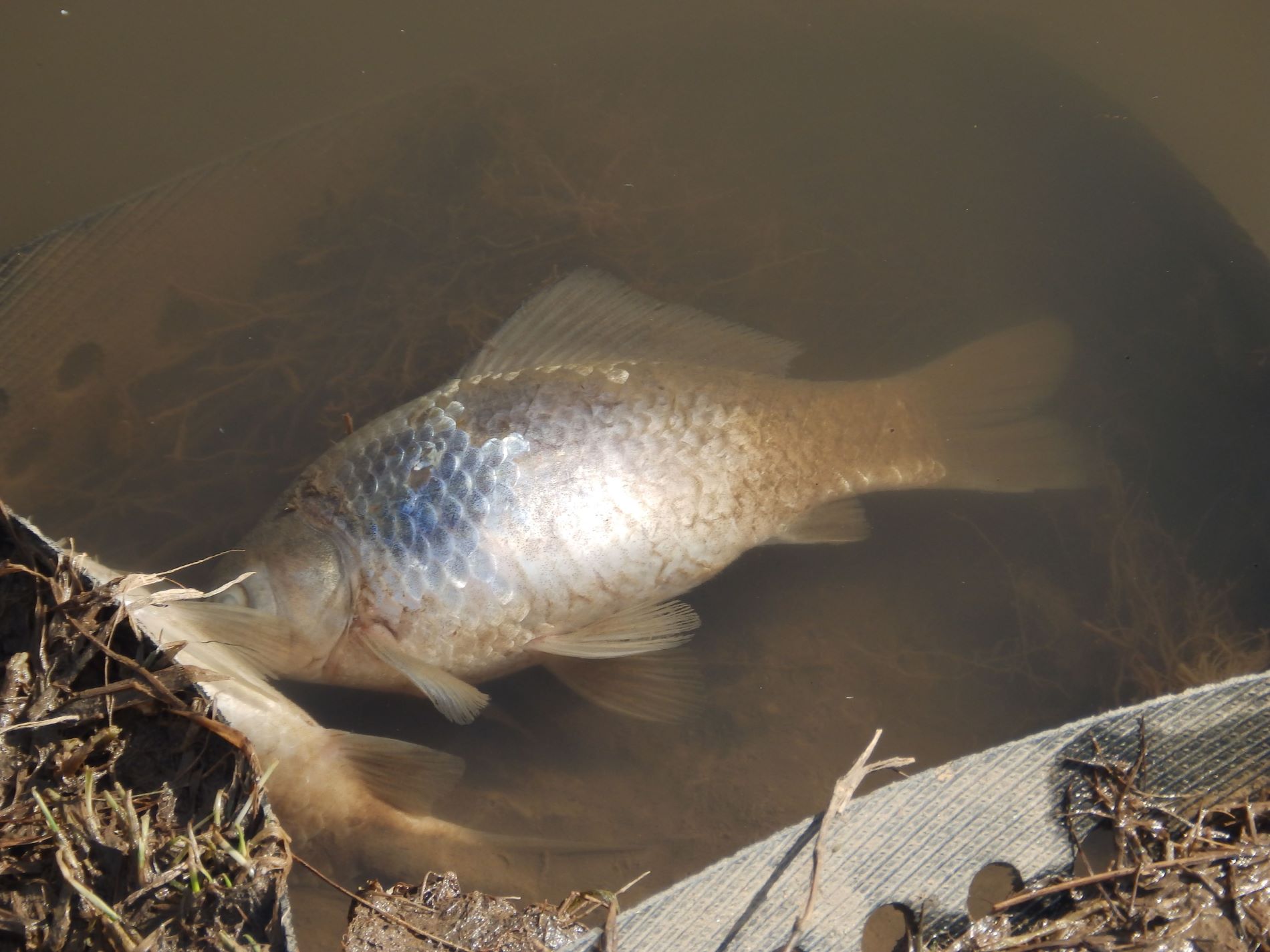 Из-за резкого потепления в Твери погибла рыба