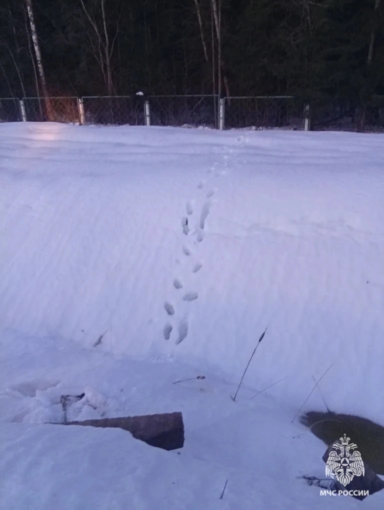 В Тверской области спасли мужчину, который заблудился в лесу