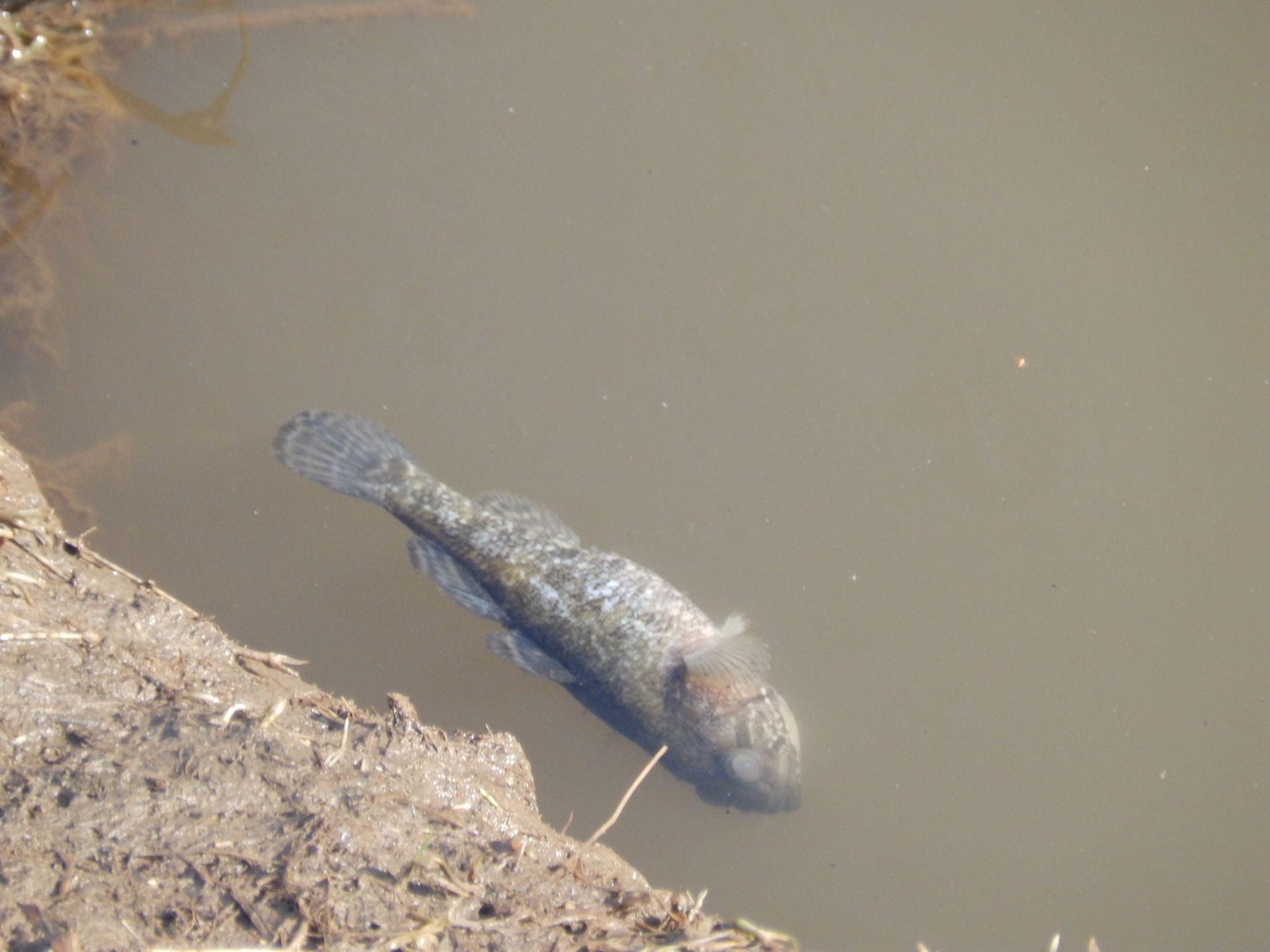 Из-за резкого потепления в Твери погибла рыба