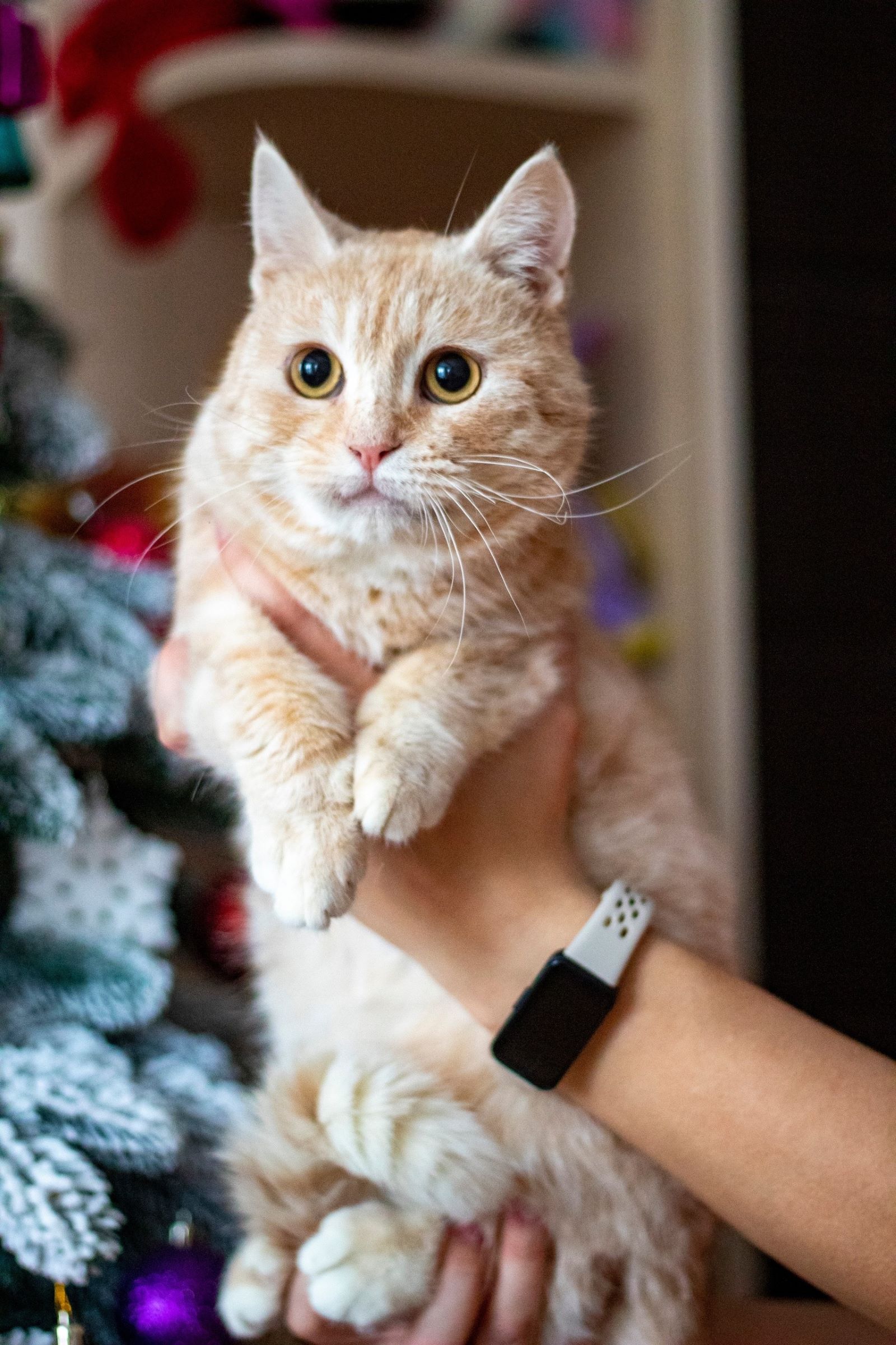 В Твери безнадежного котика, выжившего вопреки всему, не отдали в чужие руки 