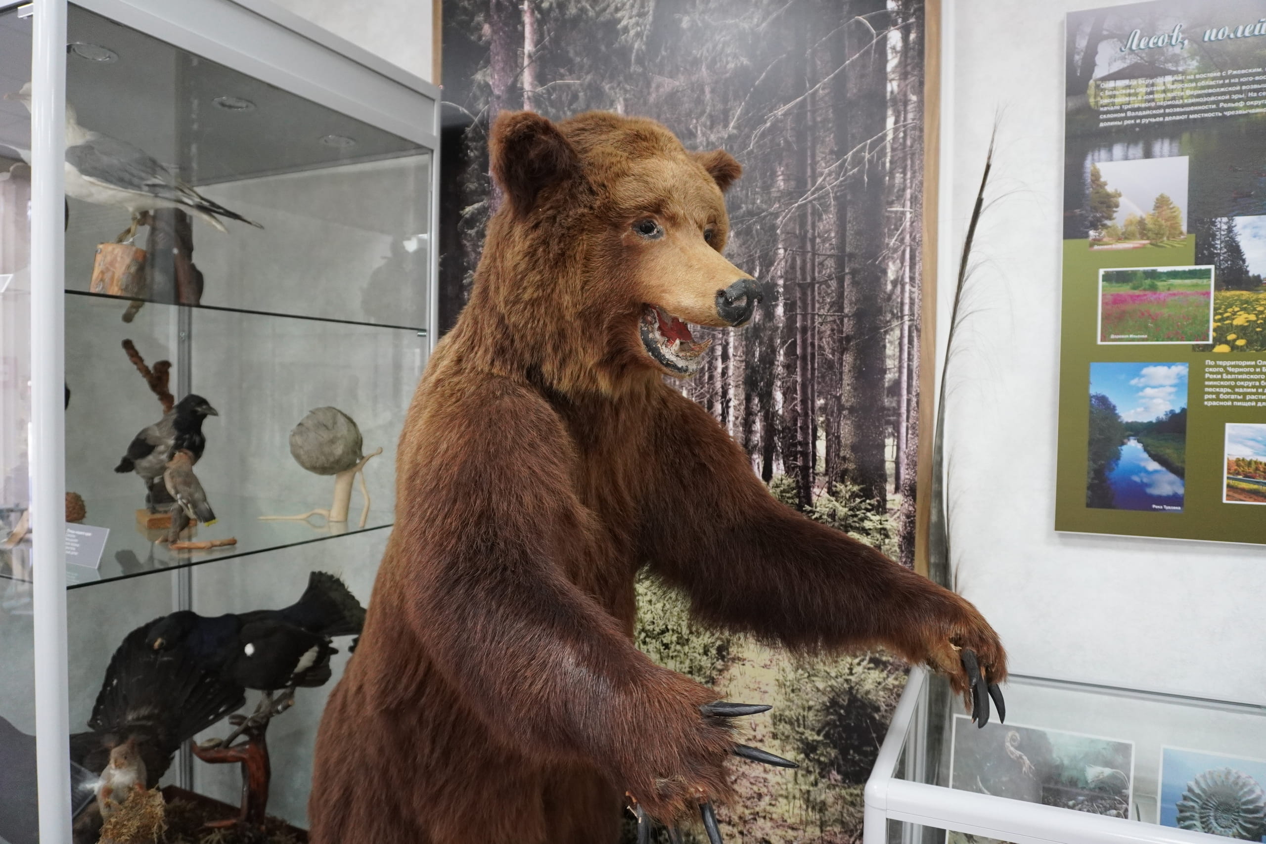 В Оленинском округе работает обновленный краеведческий музей