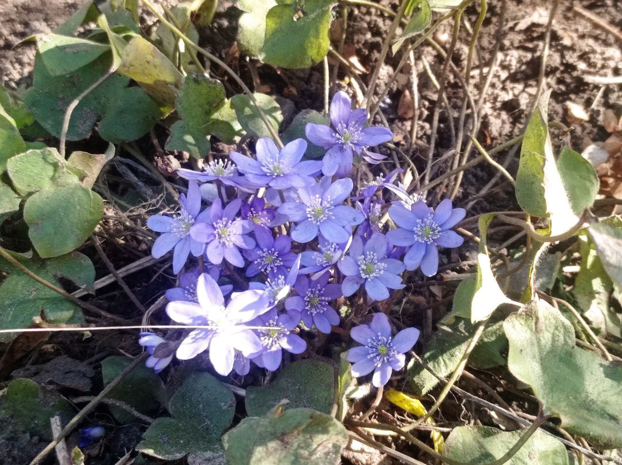 Жаркая весна в Тверской области растопит снег в рекордные сроки
