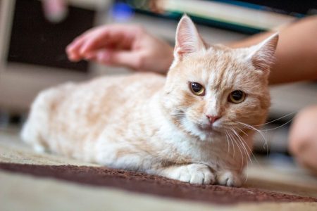 В Твери безнадежного котика, выжившего вопреки всему, не отдали в чужие руки животным