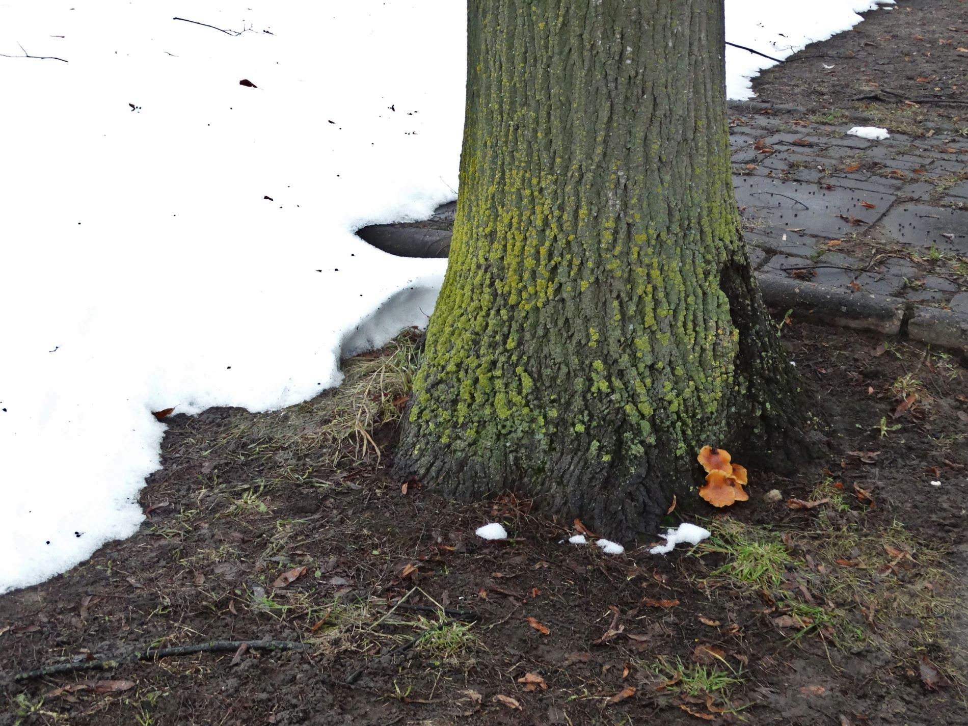 В марте в Твери можно собирать грибы