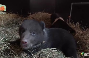 медвежатами