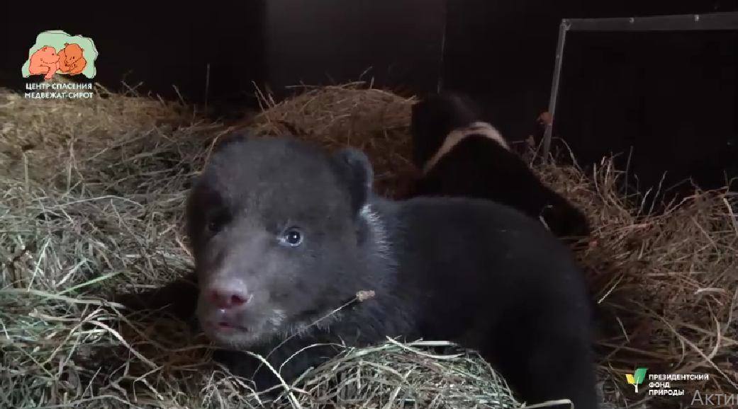 медвежатами