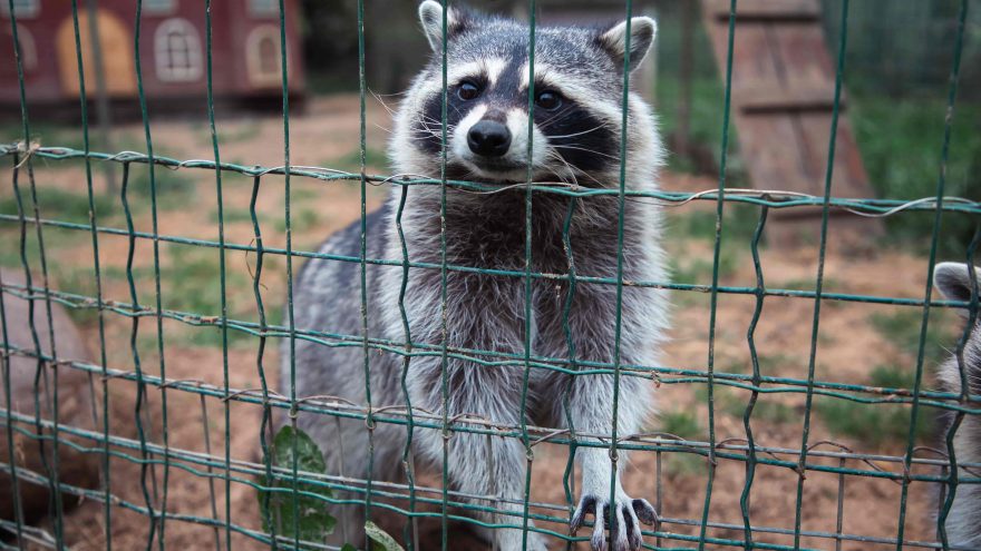 карантинных