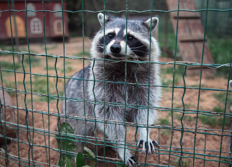 карантинных