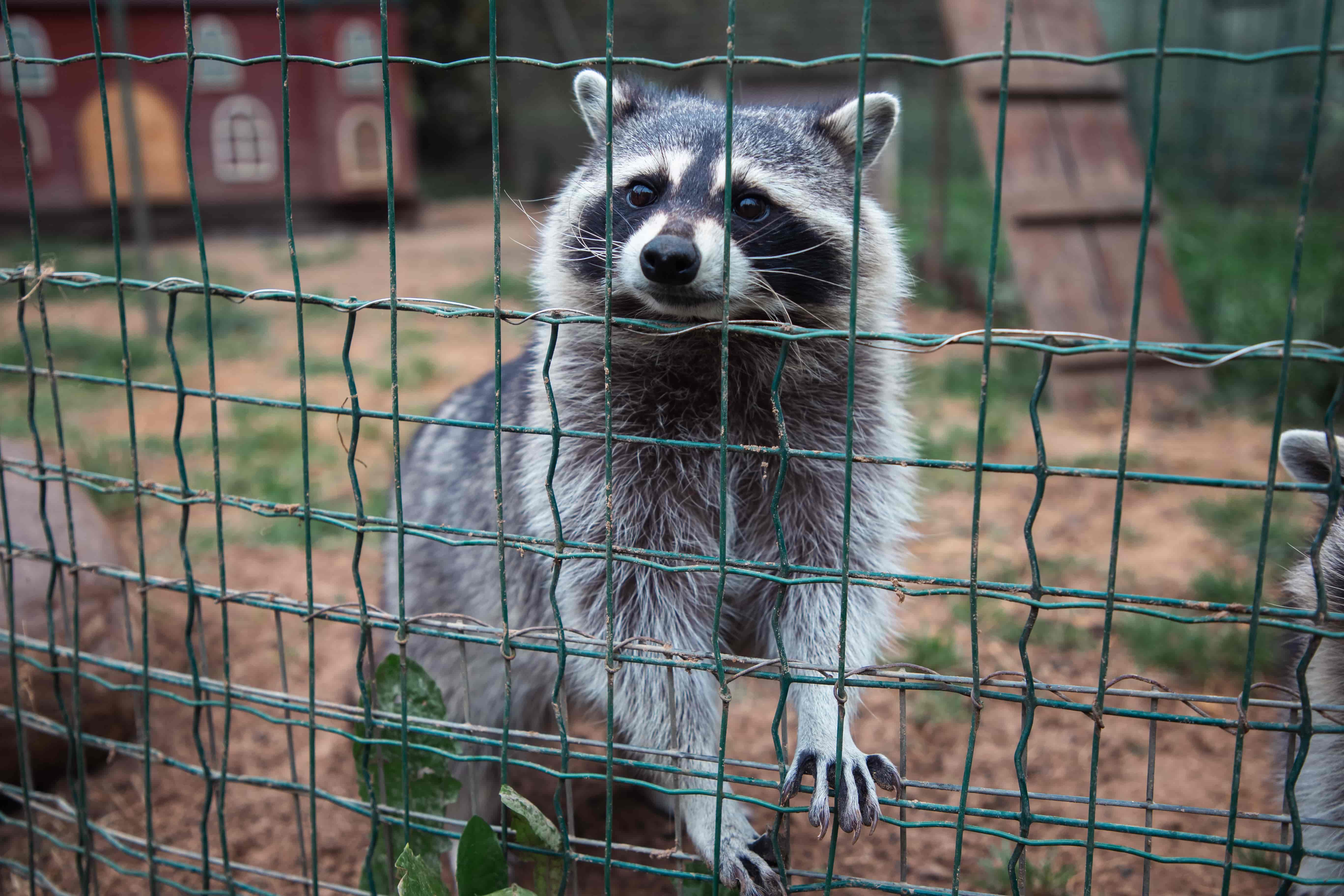 карантинных