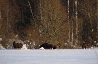 От удара током в лесу Тверской области погиб лось лось