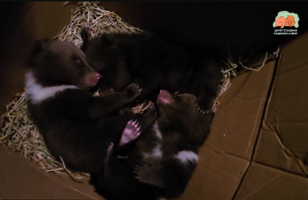 В Тверской области спасают трех новеньких медвежат медвежат