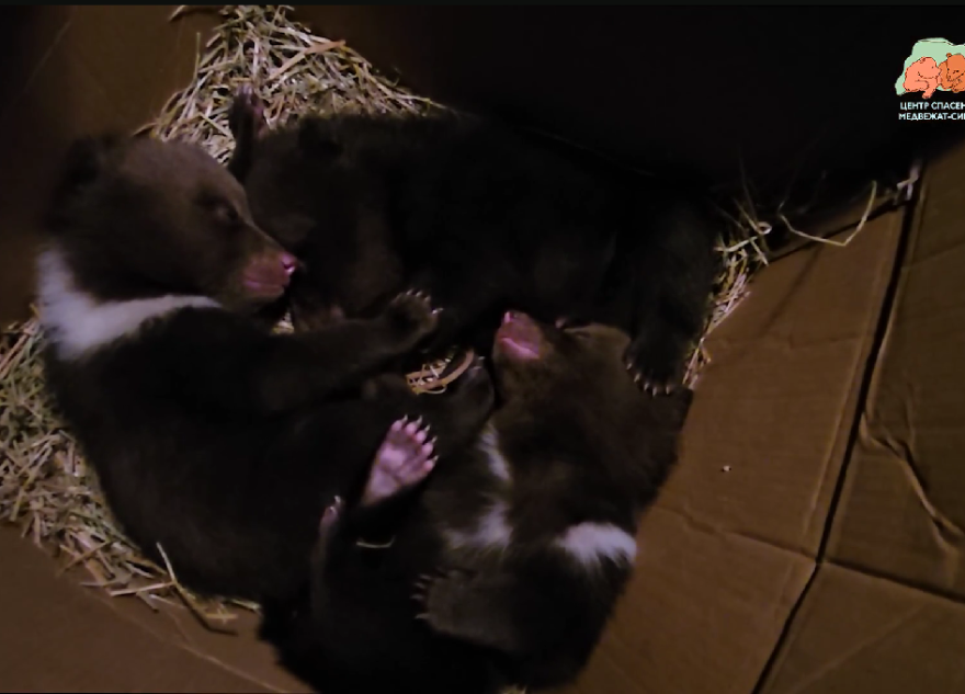 медвежат