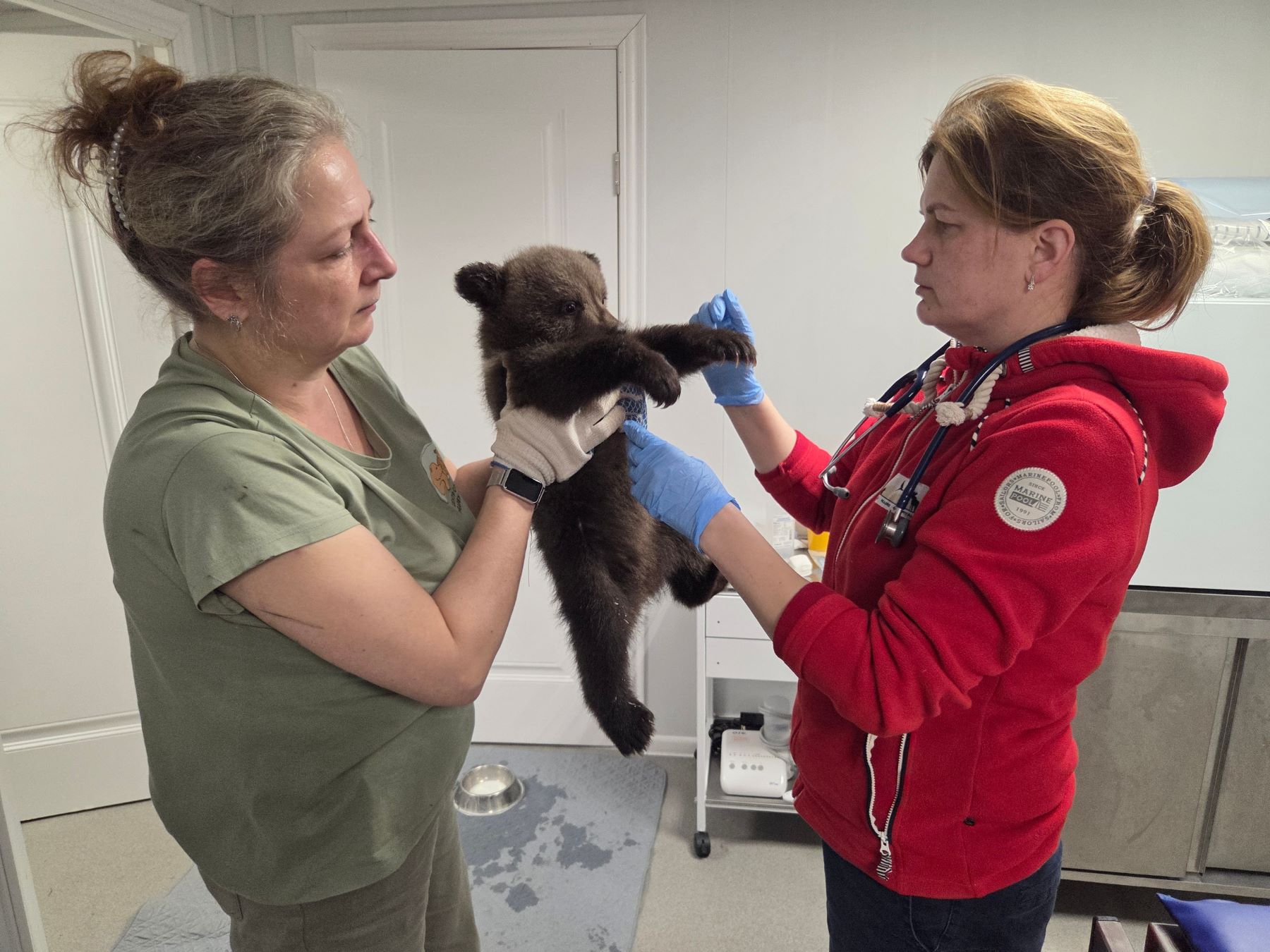В Тверской области спасают трех маленьких медведиц
