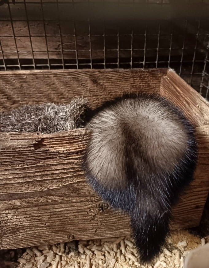 Нюра из Тверской области прячет завтрак под подушкой