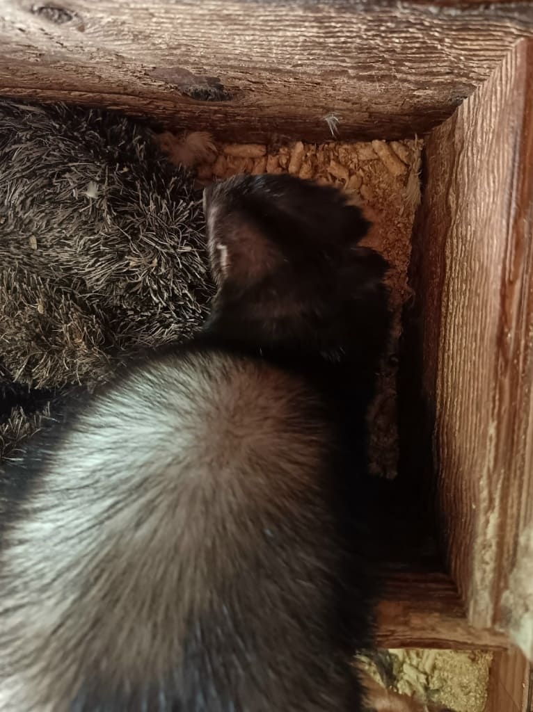 Нюра из Тверской области прячет завтрак под подушкой