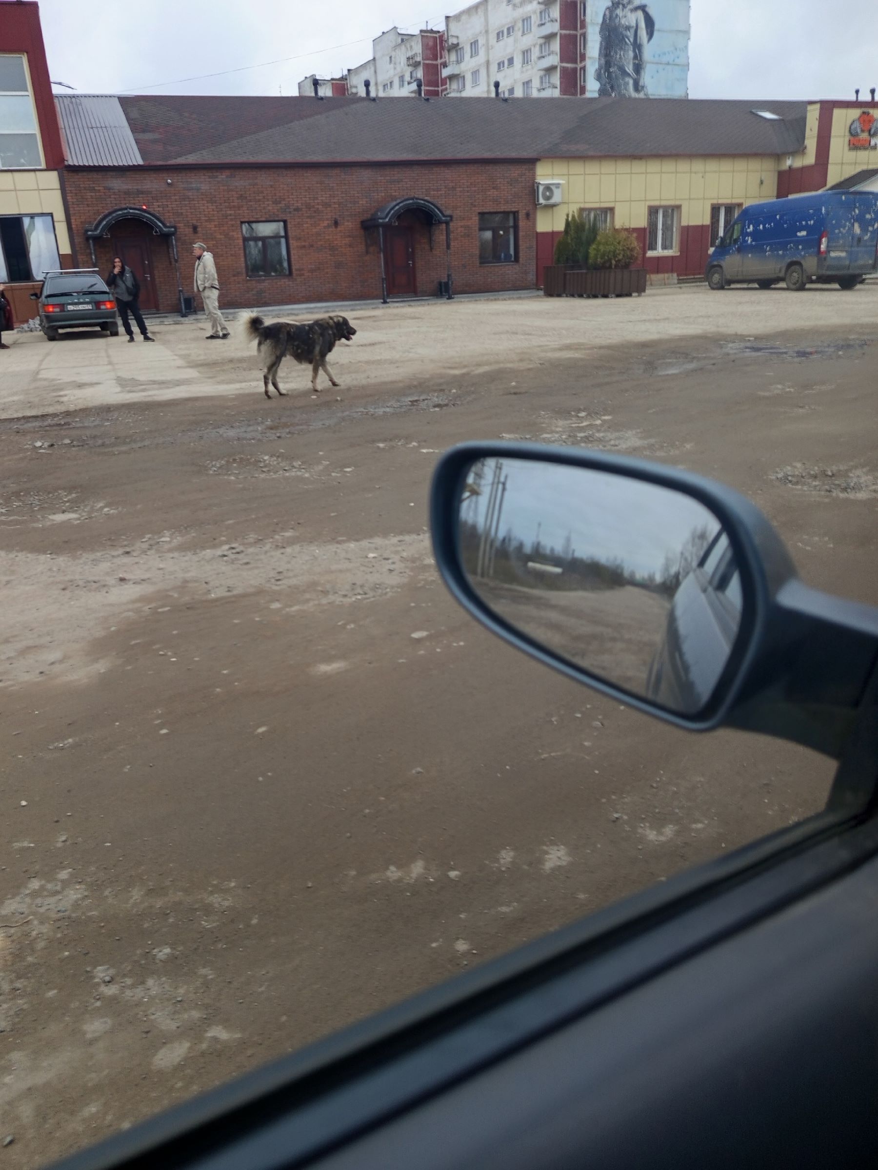 Две собаки напали на девочку в Тверской области