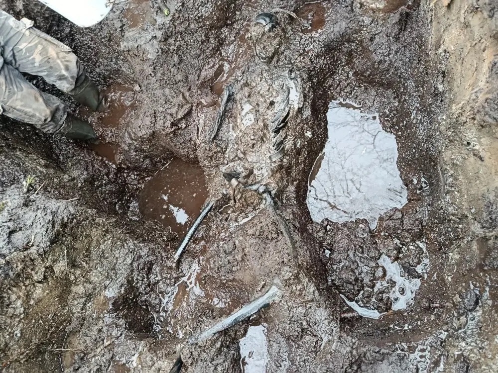 Погибший солдат пролежал 80 лет под кустом смородины в Тверской области