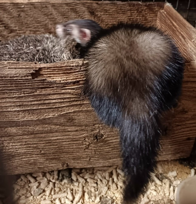 Нюра из Тверской области прячет завтрак под подушкой