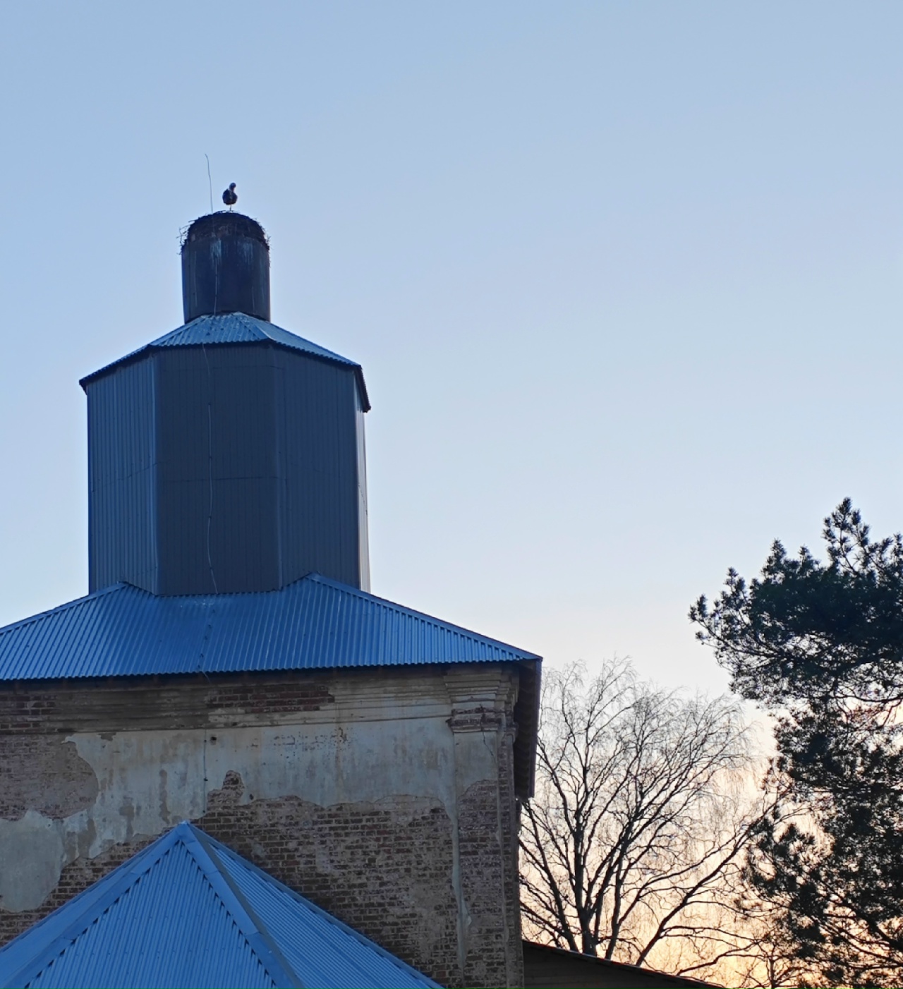 В деревню в Андреапольском округе вернулся аист