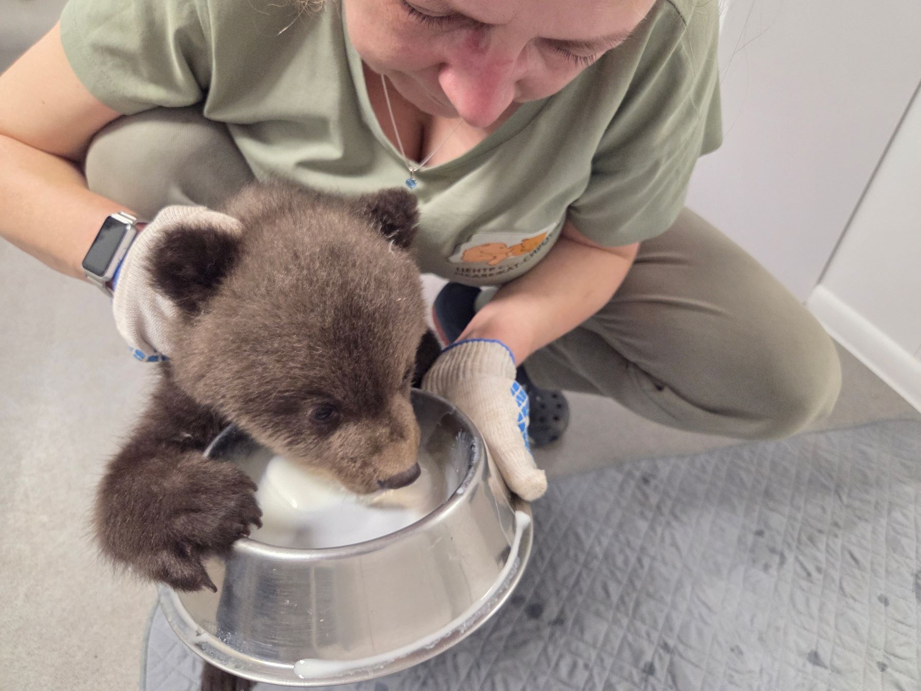 В Тверской области спасают трех маленьких медведиц